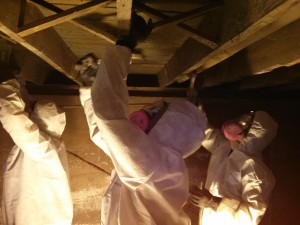 Treating floor joists for mold